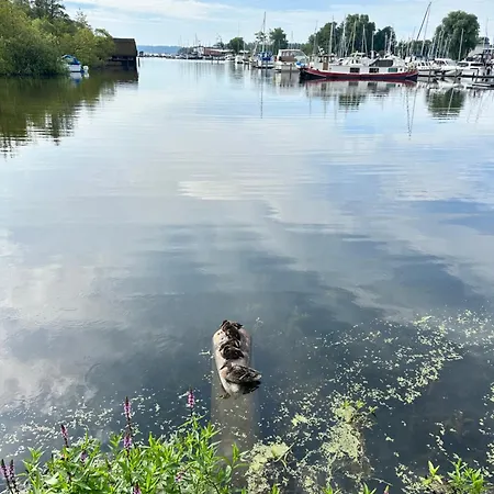 Rosi Sn Schwerin (Mecklenburg-Vorpommern)